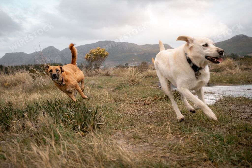 The two dogs running on a grassy field with mountains in the background on a cloudy day