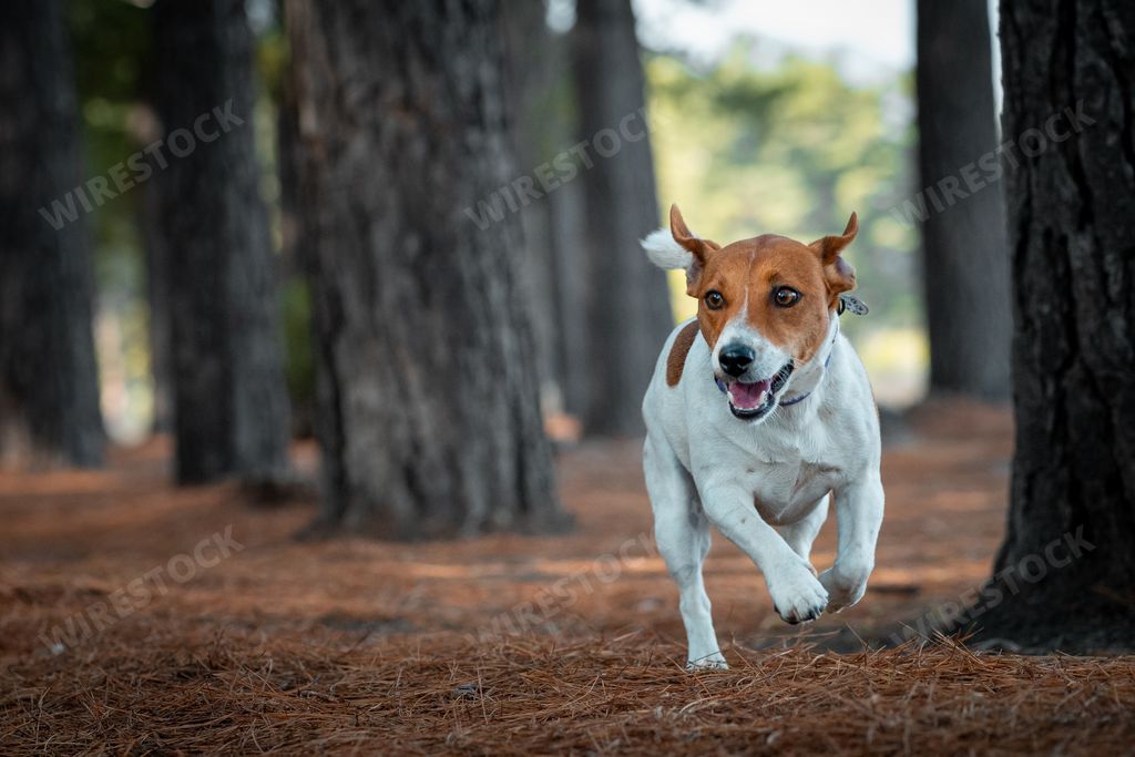 A Jack Russell Terrier leaping over a hill in the forest.