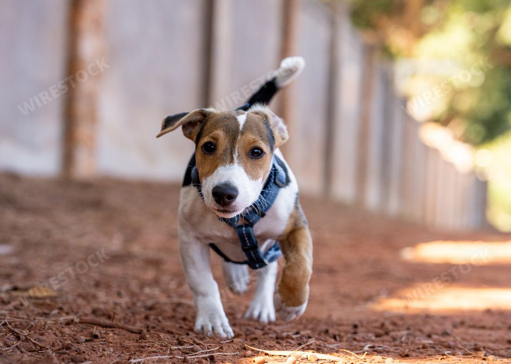 A closeup shot of a Jack Russell Terrier running on dirt ground