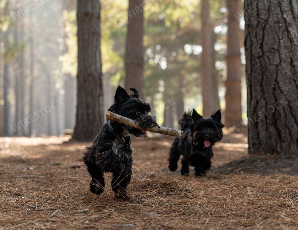 The two small dogs walking together in the woods, carrying a stick.