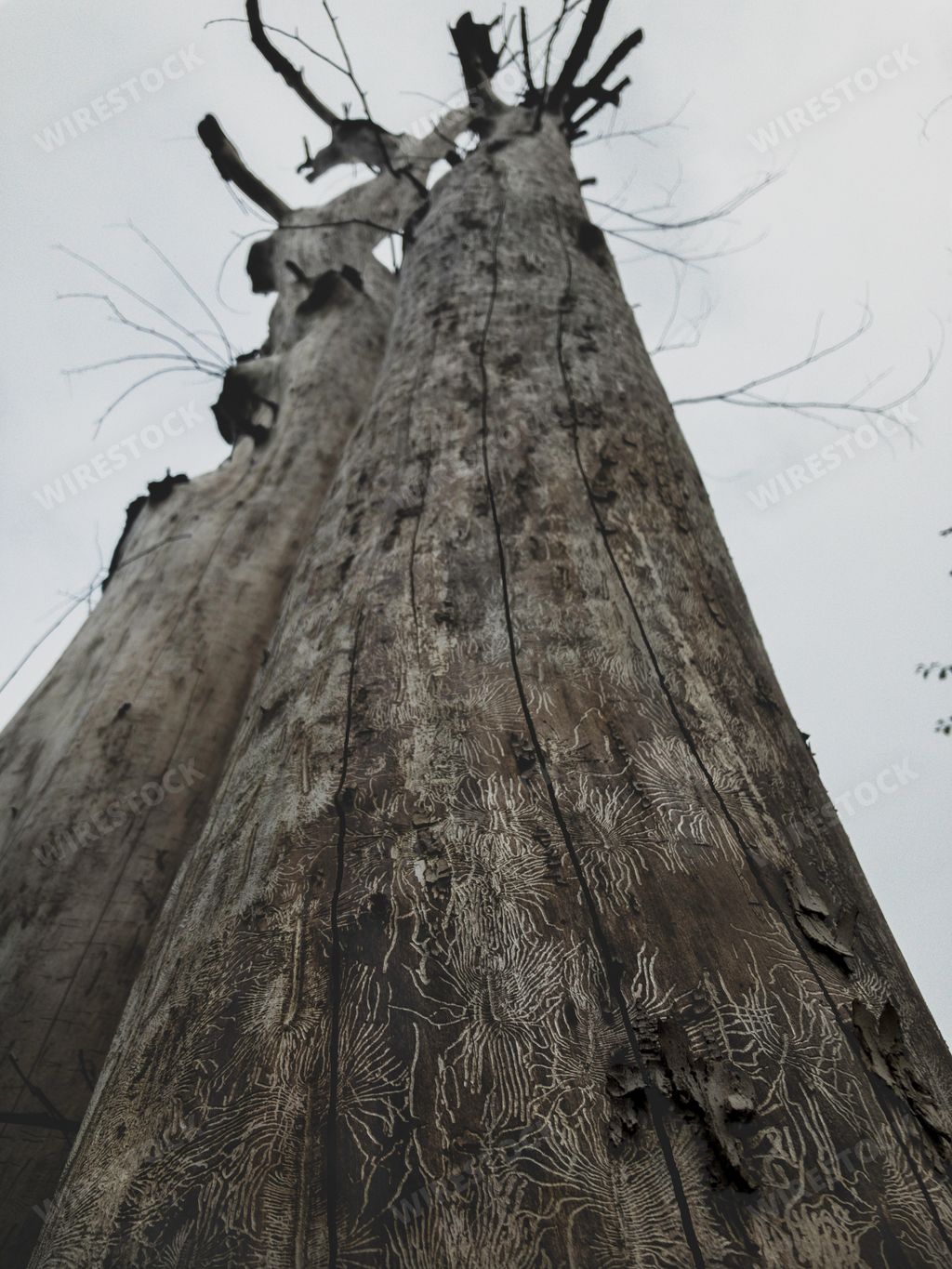 A vertical low angle shot of an old tree bark texture in grayscale
