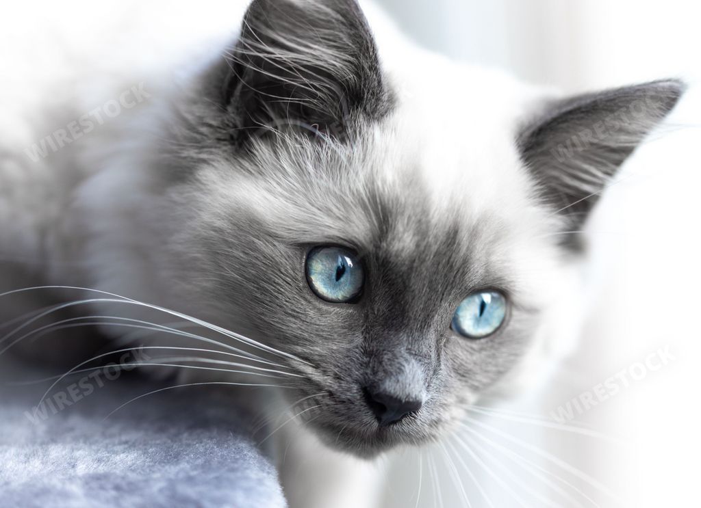 A closeup shot of the white ragdoll kitten with blue eyes