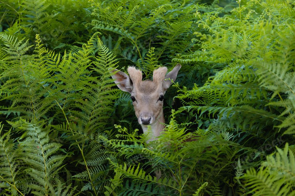 A closeup of a young fallow deer in green bracken.
