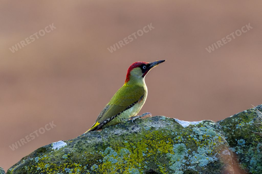 A closeup of a European green woodpecker, Picus viridis resting on a rock.