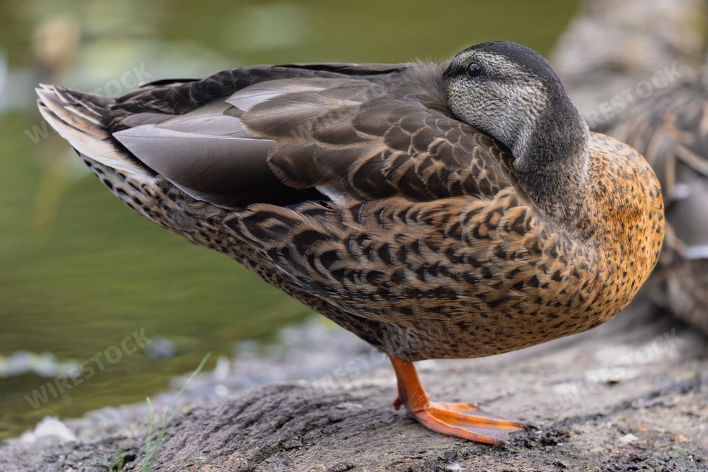 A closeup of an American black duck tucking its head to sleep. Anas rubripes.