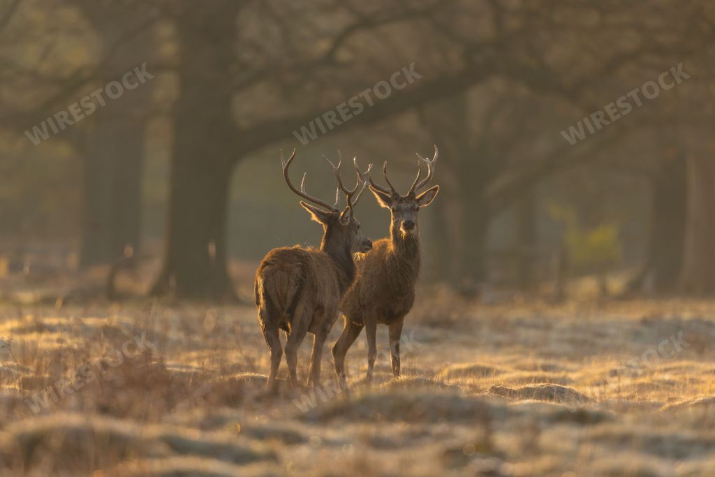 Two brown stags with antlers, one looking at the camera, the other opposite direction in a forest in winter