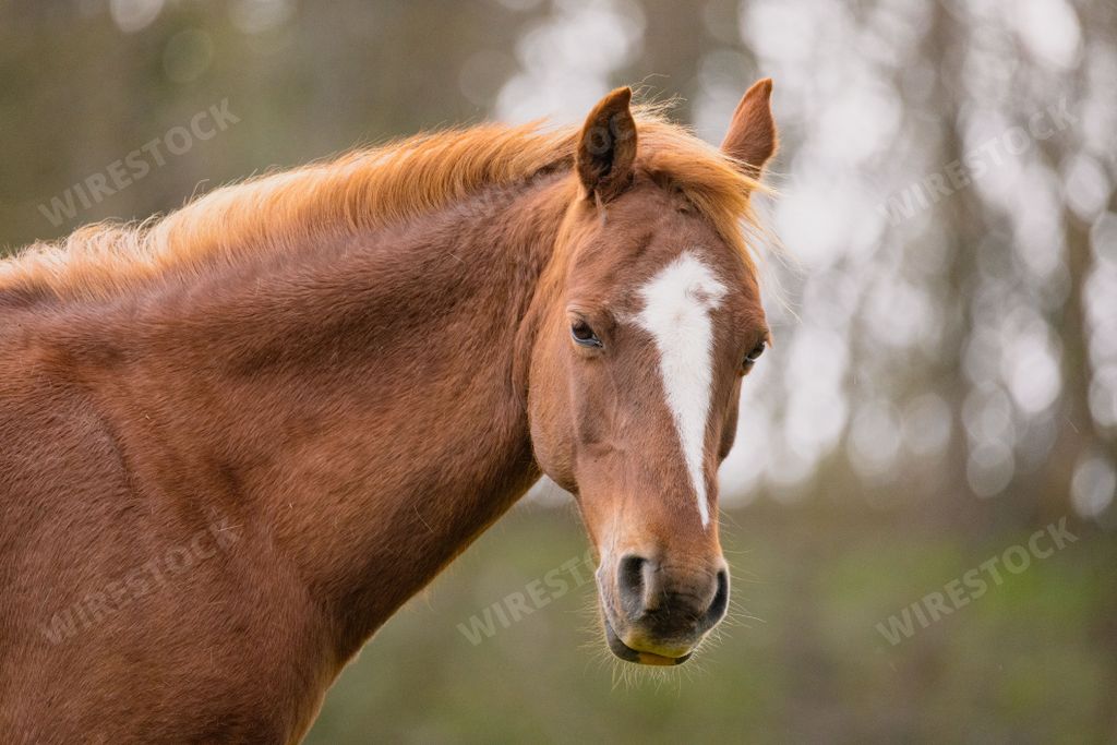 A shallow focus of head of a beautiful brown horse with blurred background