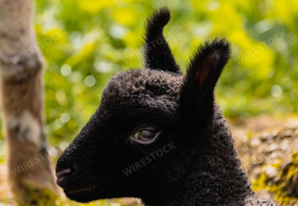 A closeup of a cute black lamb face with a blurred green background