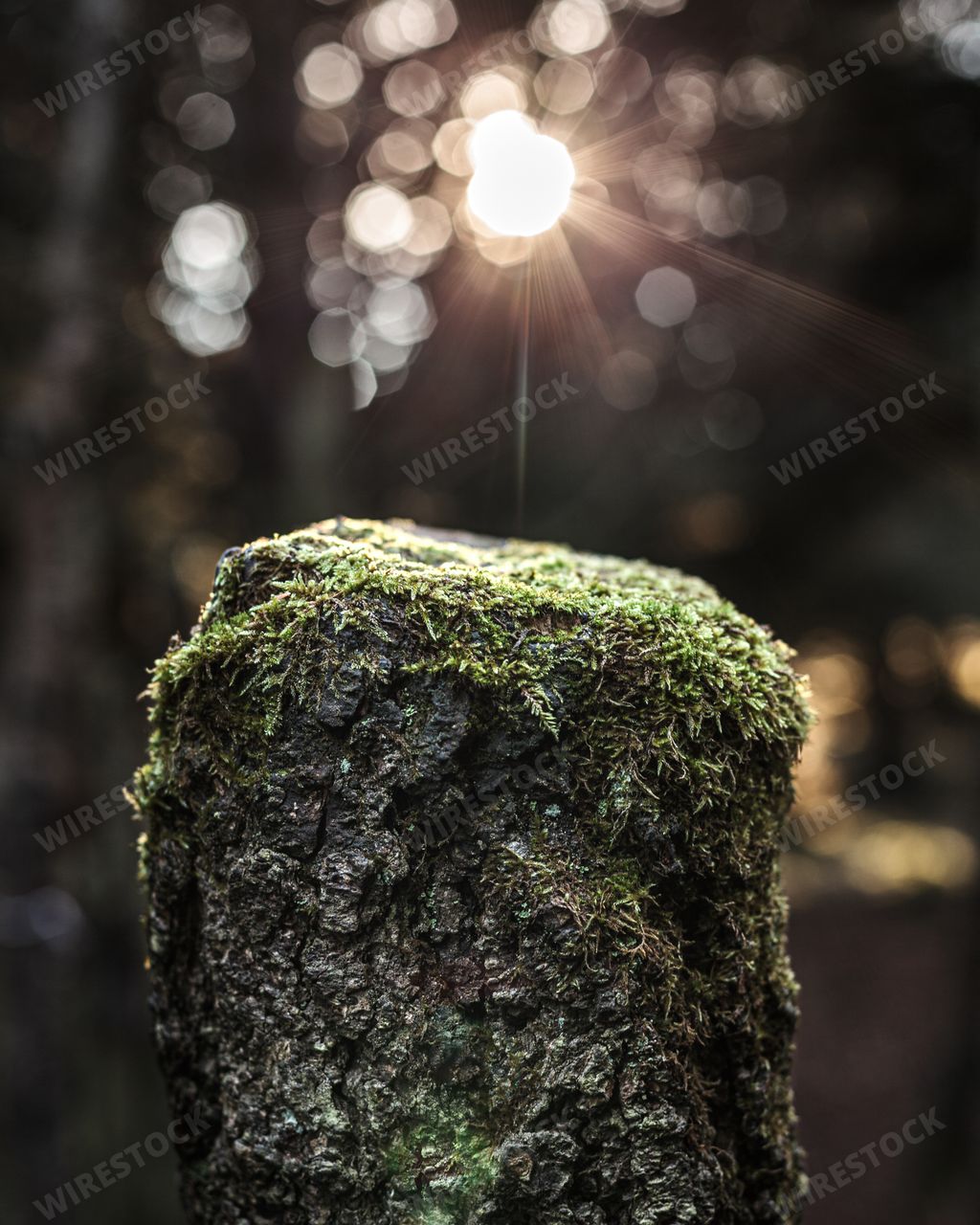 A vertical close-up shot of a root covered with moss.