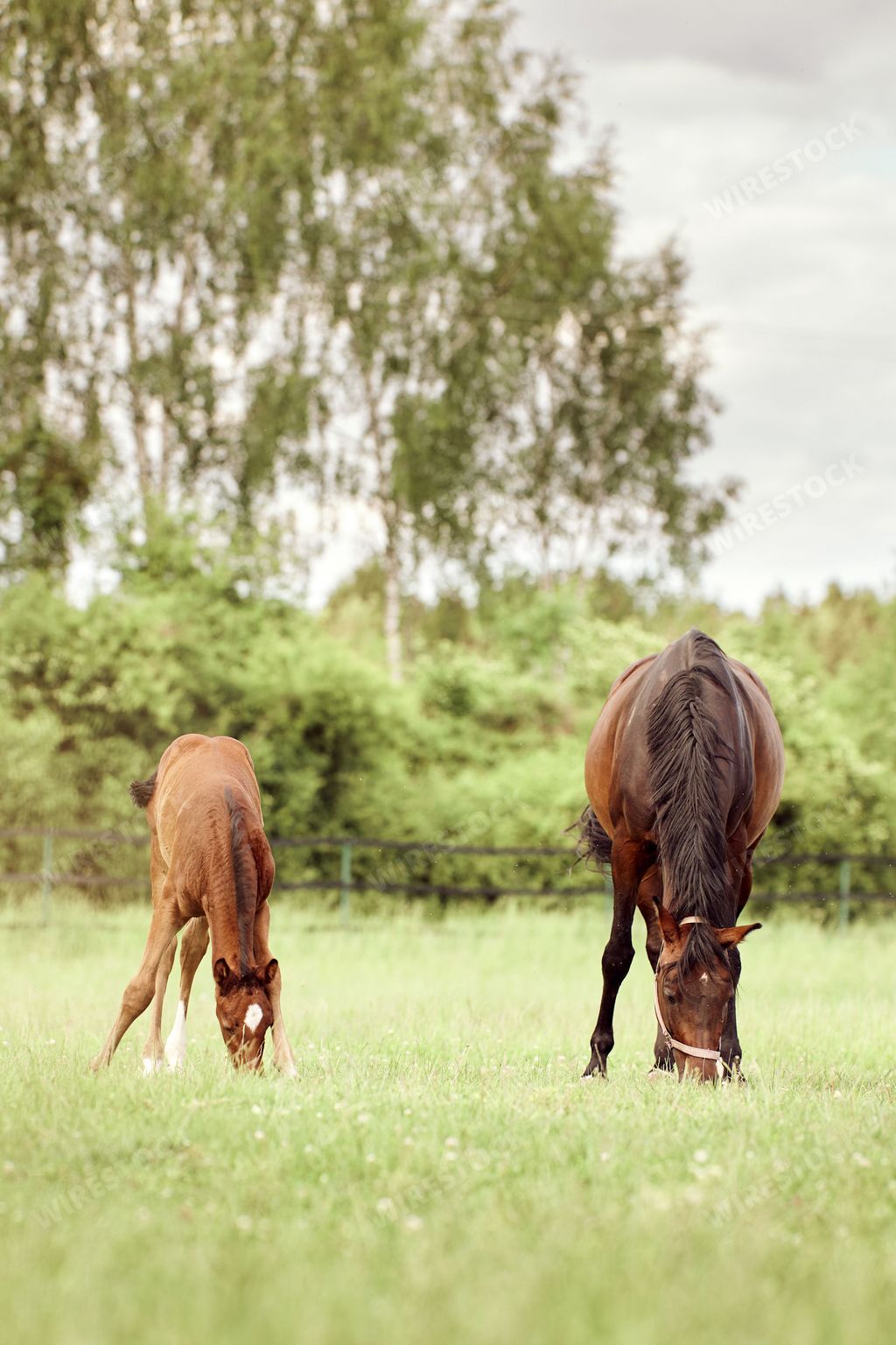 A vertical shot of horses and foal grazing in the field