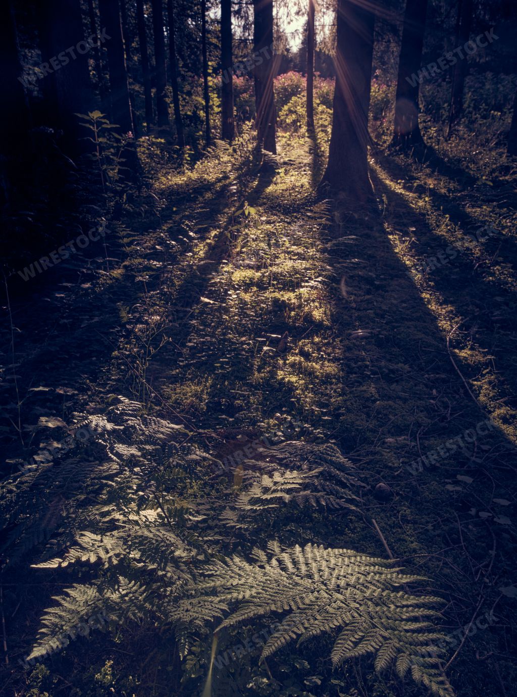 A vertical shot the sun rays peaking through the trees in a lush green forest