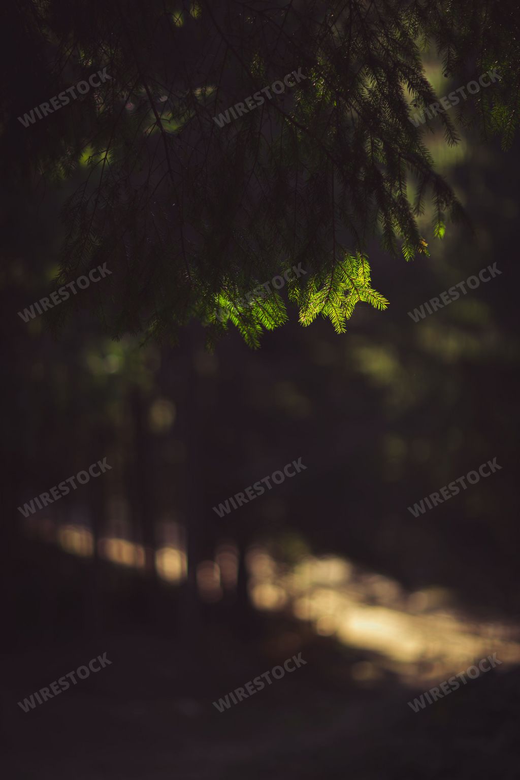 The vertical close-up view of the green leaves of a tree in a dark forest