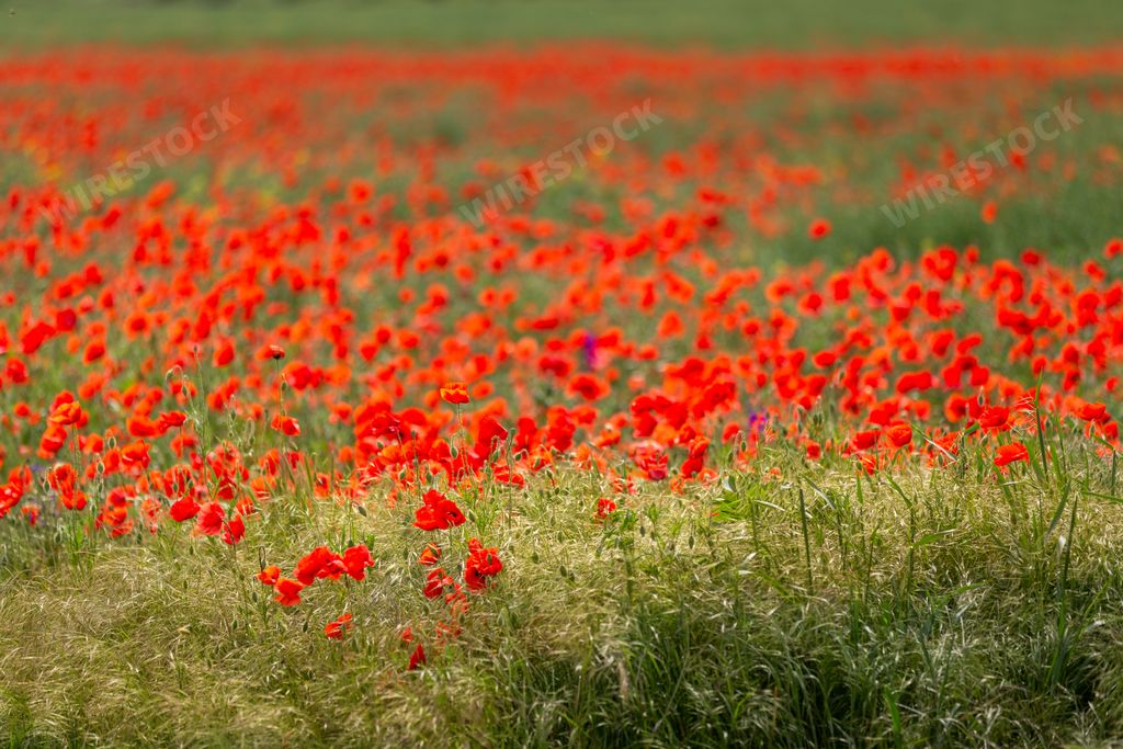 A beautiful view of a field of blossomed red poppies