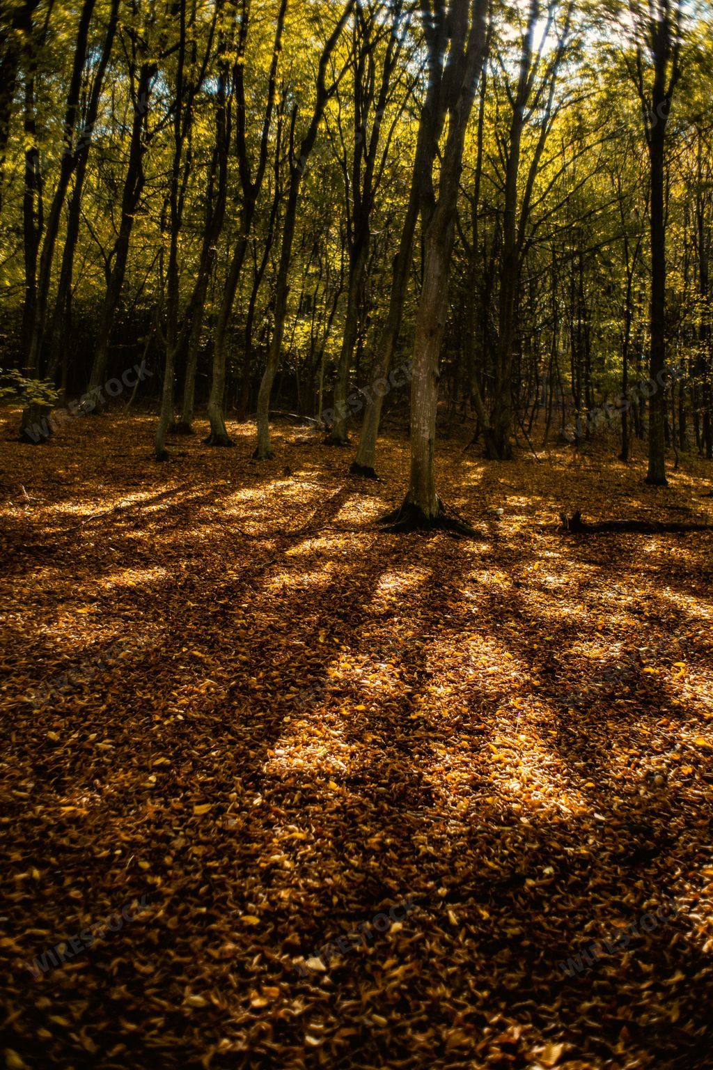 A vertical shot of sun rays shining through trees onto a forest floor with fallen leaves