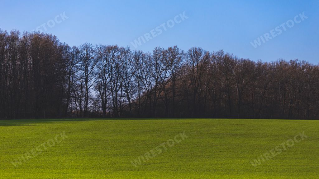 A row of winter leafless trees against blue sky in a farmland
