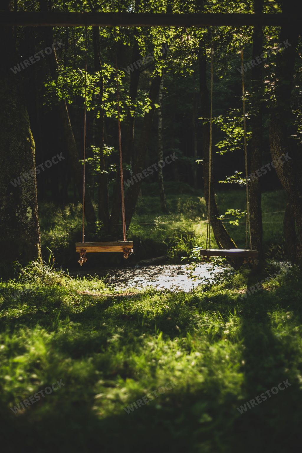 The two swings hanging from a tree in an idyllic forest landscape