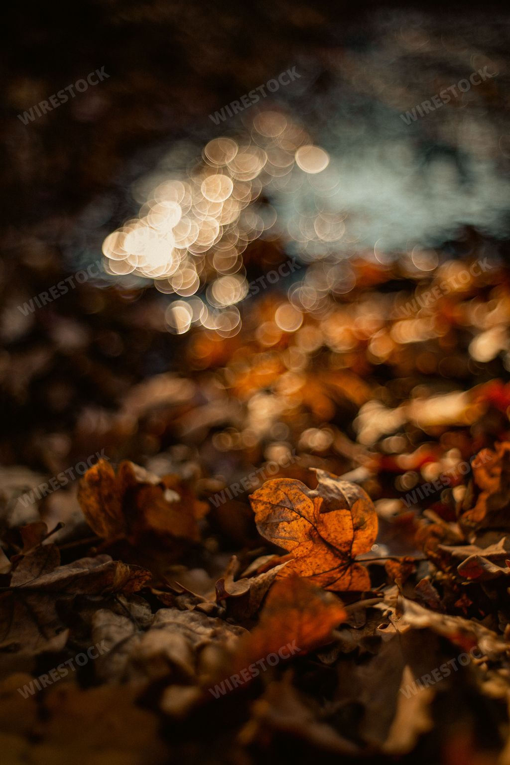 A closeup of autumn leaves on the ground in a forest during sunset