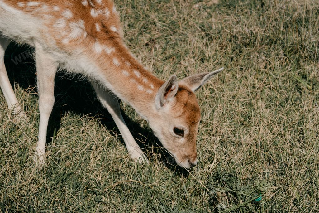 A view of a cute baby deer eating grass in the middle of the field on a sunny day