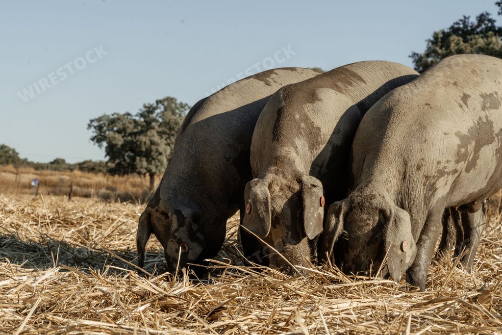 A group of Iberian pigs grazing in a sunny field