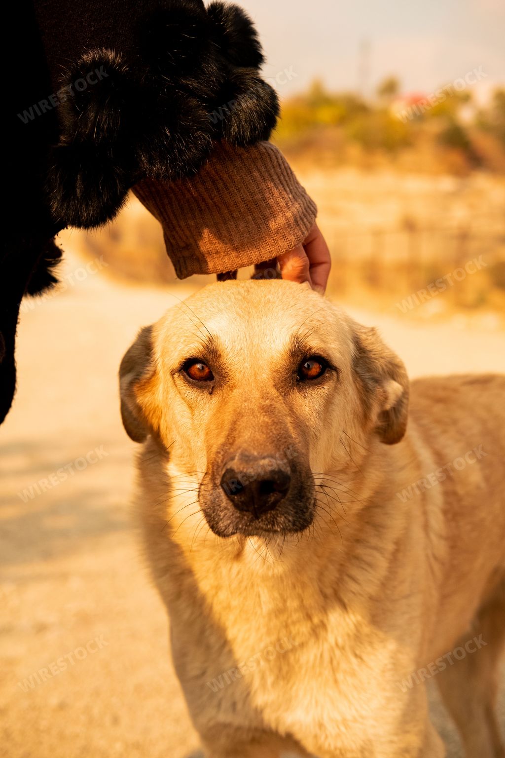 A vertical shot of a cute stray dog looking at the camera with a person petting her