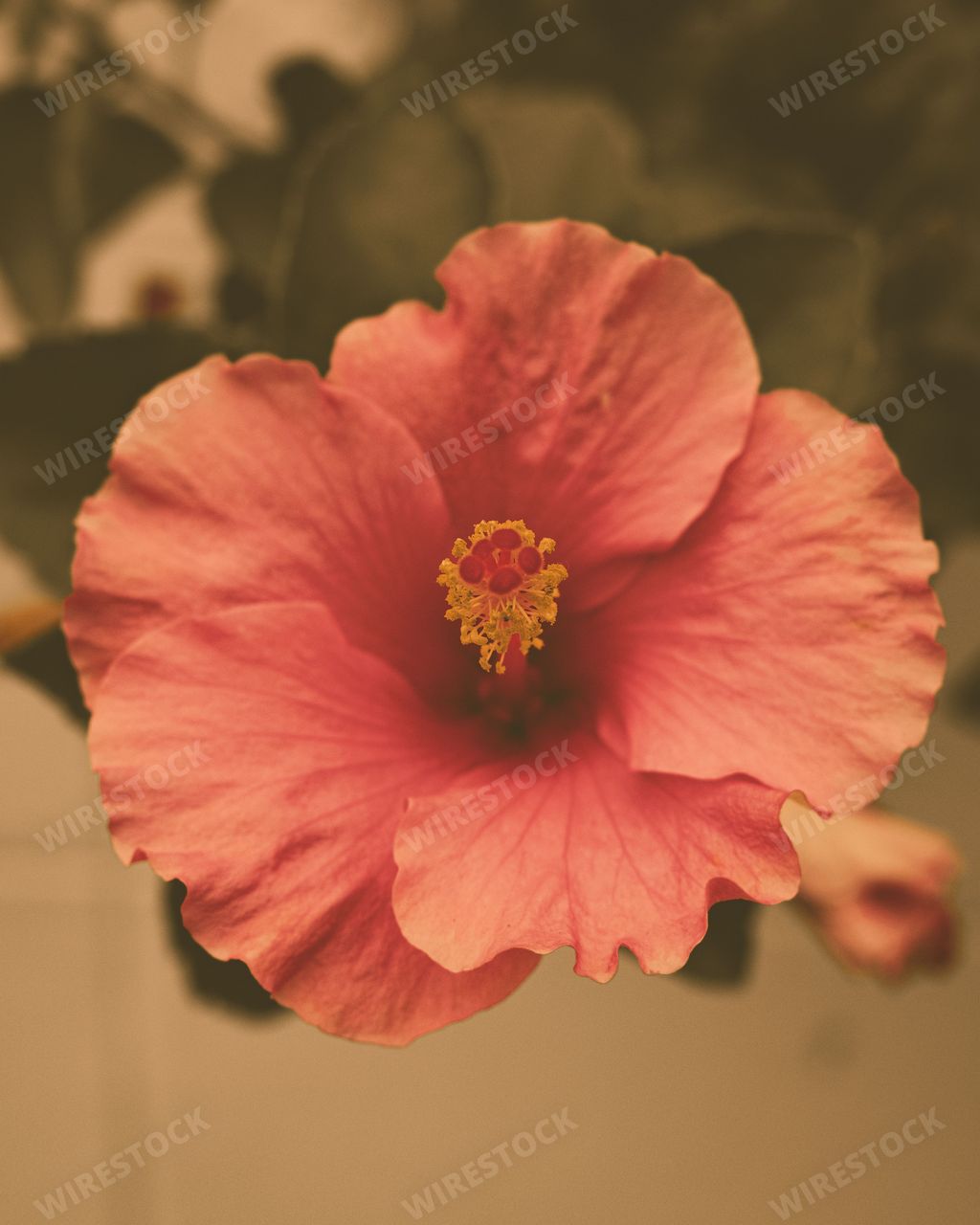 A vertical shot of a pink Hibiscus in a garden