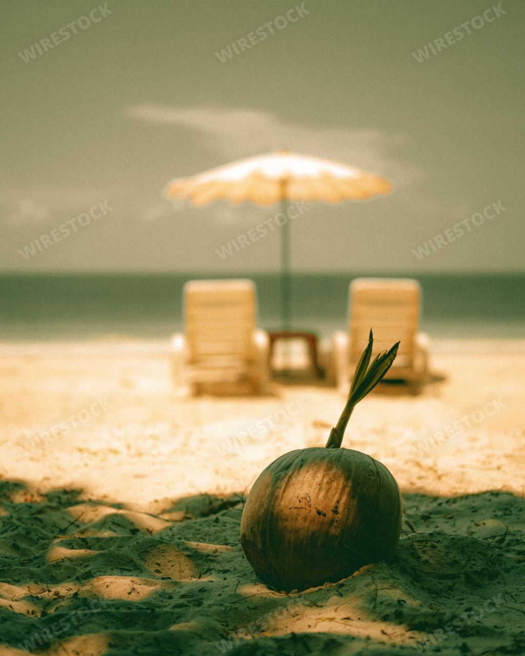 A vertical shot of a drink in a coconut shell on the sand in the background of sunbeds on the beach.