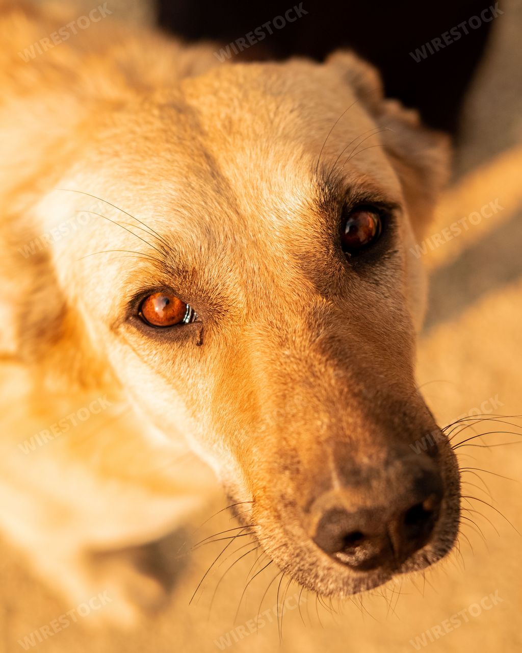 A vertical closeup shot of the cute snout of a beautiful stray dog on the blurred background