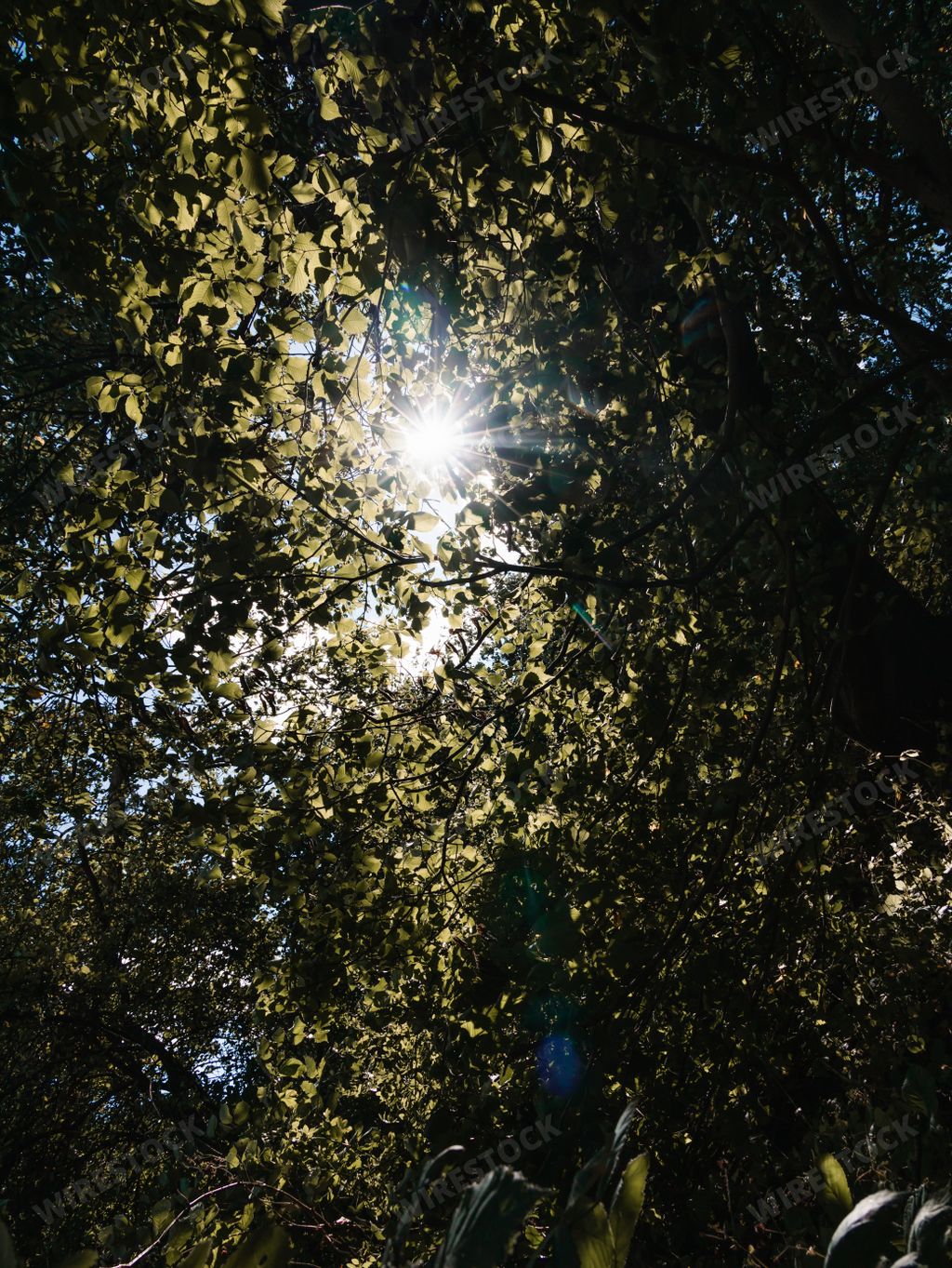 A vertical shot of a sun shining through green tree leaves in a forest