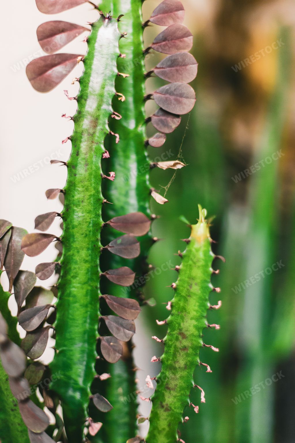 A vertical closeup shot of a bloomed triangle cactus with a blurred background