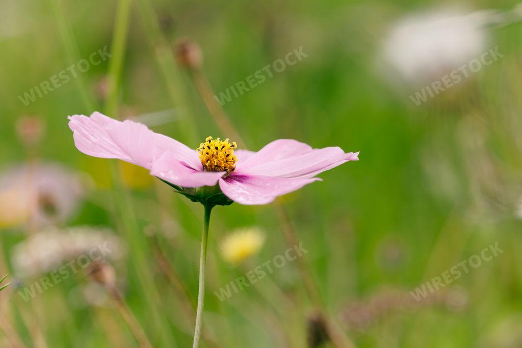 A closeup shot of a beautiful Japanese anemone flower in the field