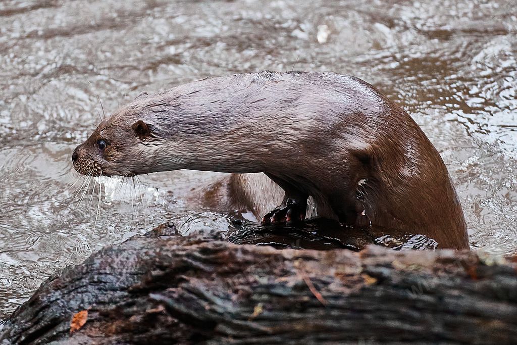 A closuep of a Hairy-nosed otter in the water