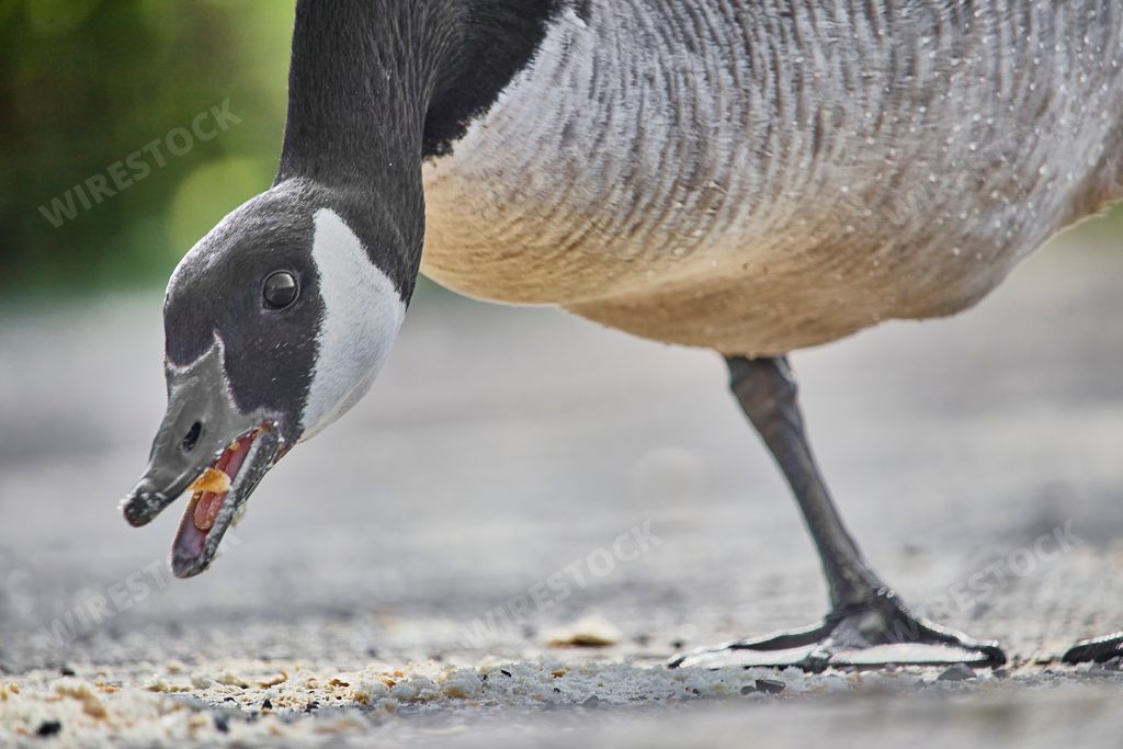 A close-up of cute goose eating bread crumbs