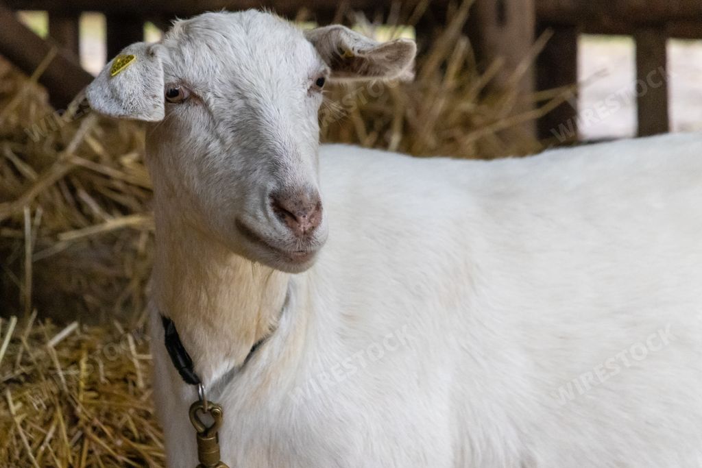 A closeup shot of a cute white goat looking at the camera