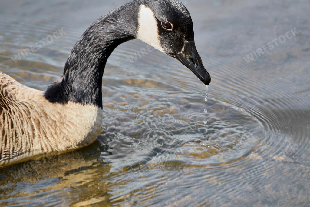 A closeup of a lone Canadian goose floating on a calm lake