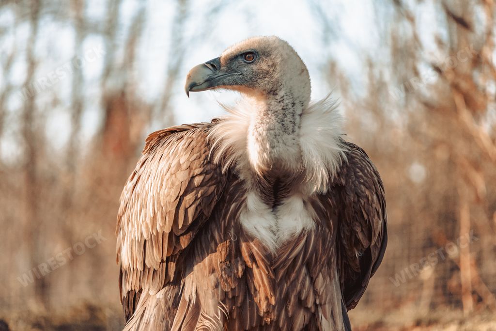 A closeup shot of a fierce looking vulture with  a beautiful display of its feather collar