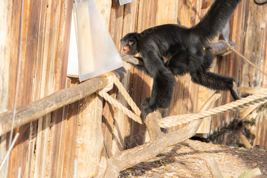 A closeup shot of a spider monkey running and swinging on a network of ropes and logs in a zoo