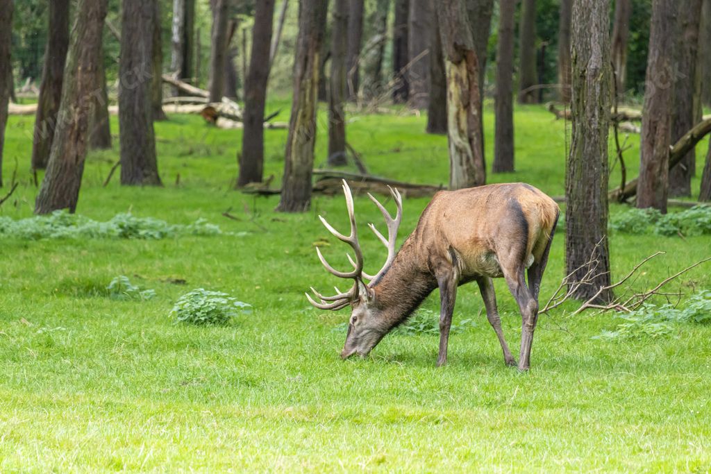 A beautiful landscape shot of a deer in a forest eating grass