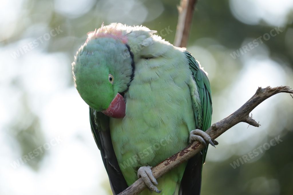 A closeup shot of an alexandrine parakeet on a branch at a zoo