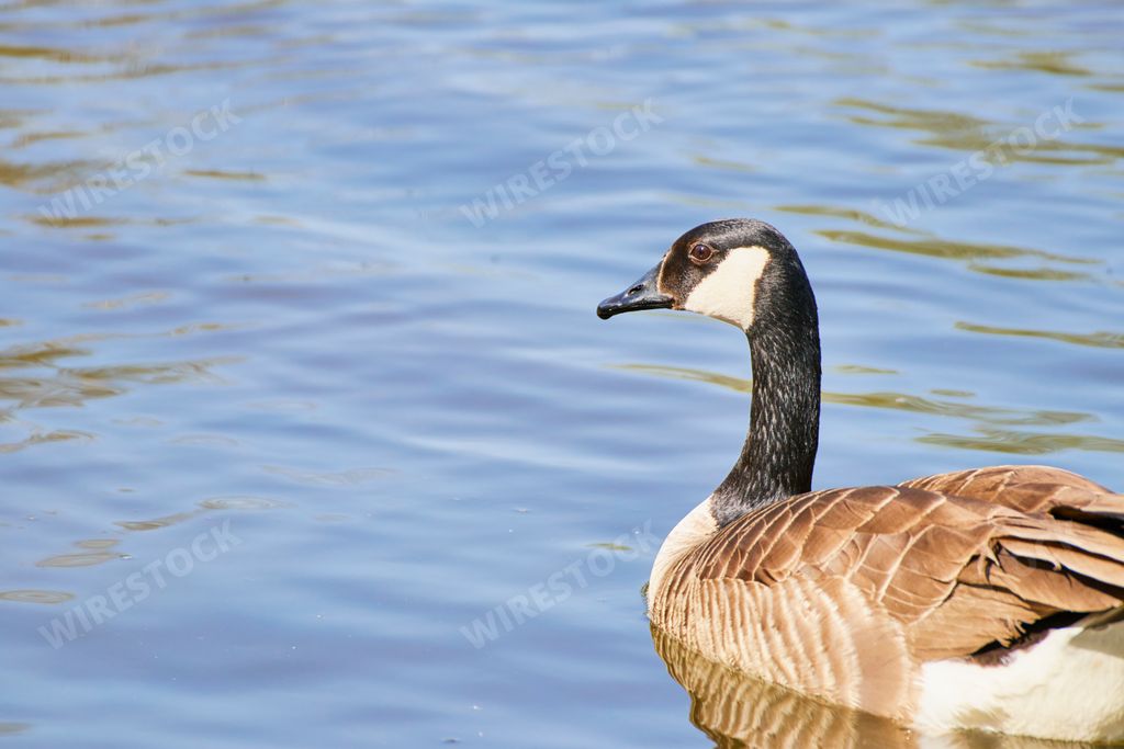 A closeup of a lone Canadian goose floating on a calm lake