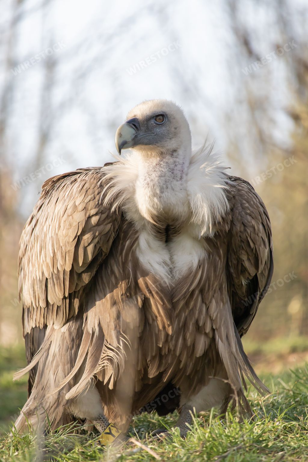 A closeup shot of a fierce looking vulture with  a beautiful display of its plumage