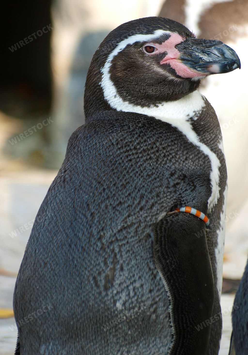 A vertical shot of a black penguin with a white line surrounding its neck