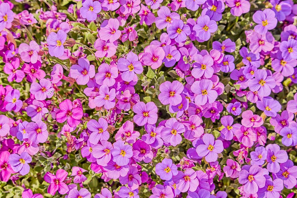 The Common purple rock cress flowers making beautiful garden