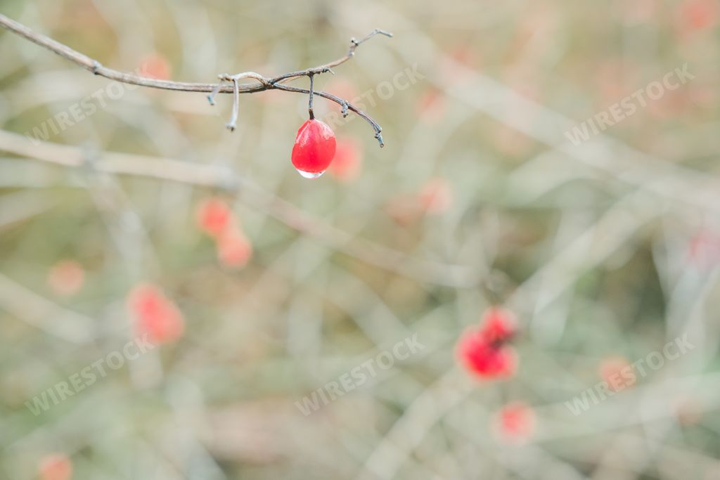 A closeup focus shot of a single berry hanging from a tree branch