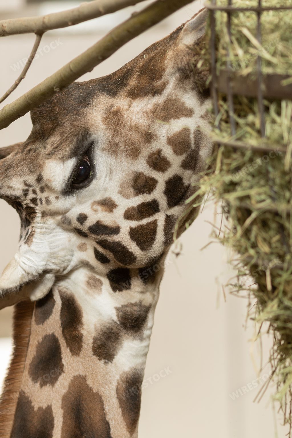 A closeup of a giraffe eating grass under the lights with a blurry background