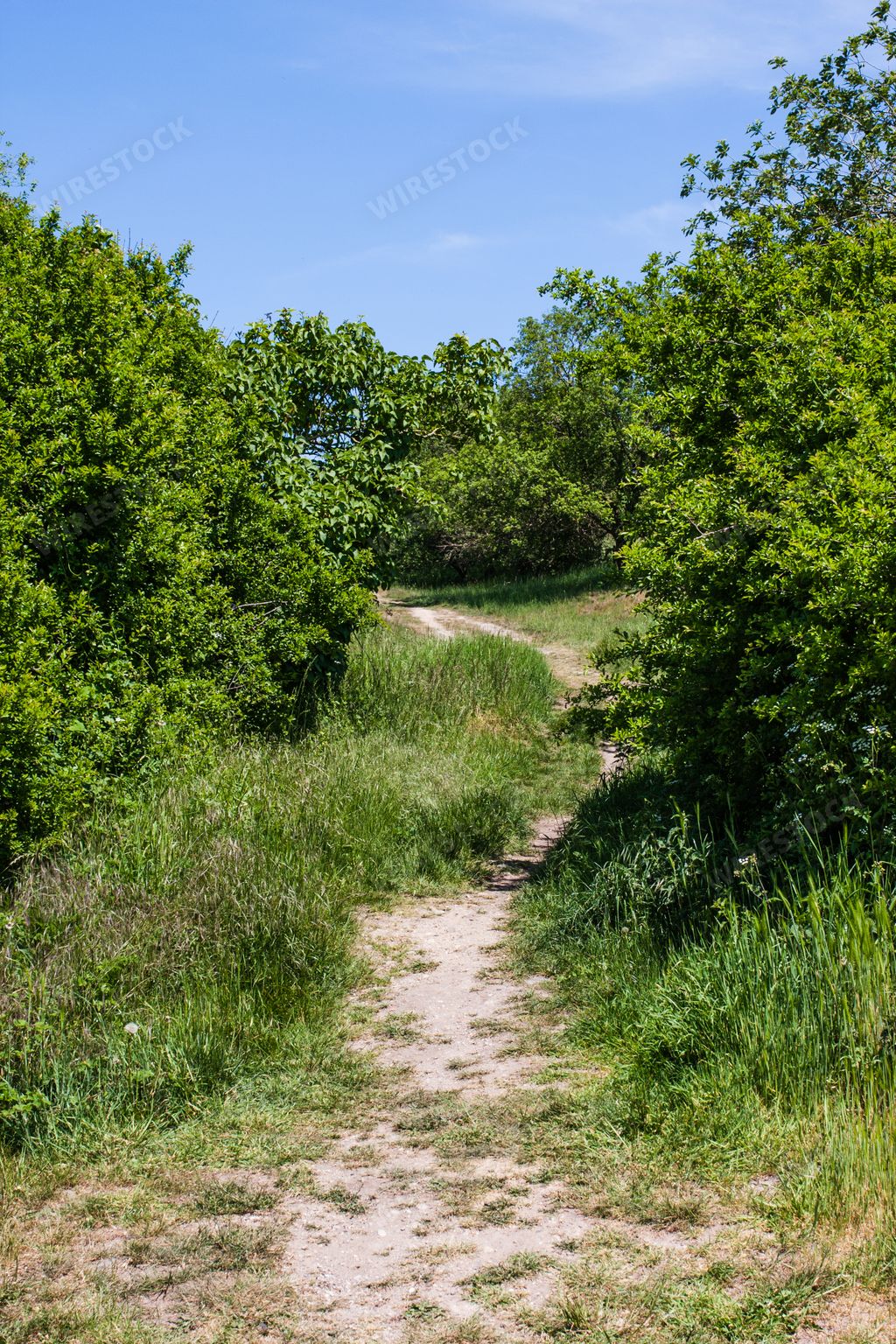 A narrow pathway among lush grass and dense trees under the clear sky