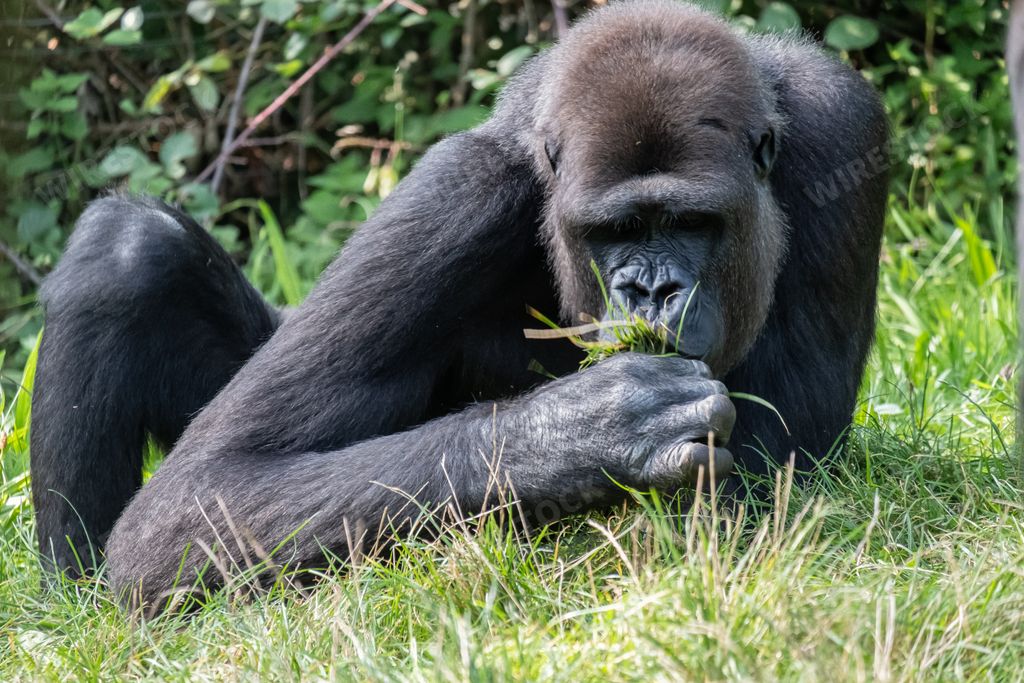 A closeup shot of a gorilla eating some plants on green leaves background
