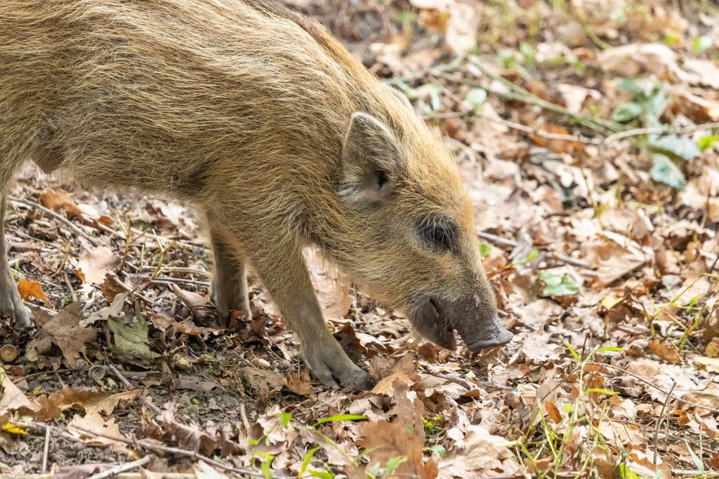 A small wild boar (sus scrofa) in the forest