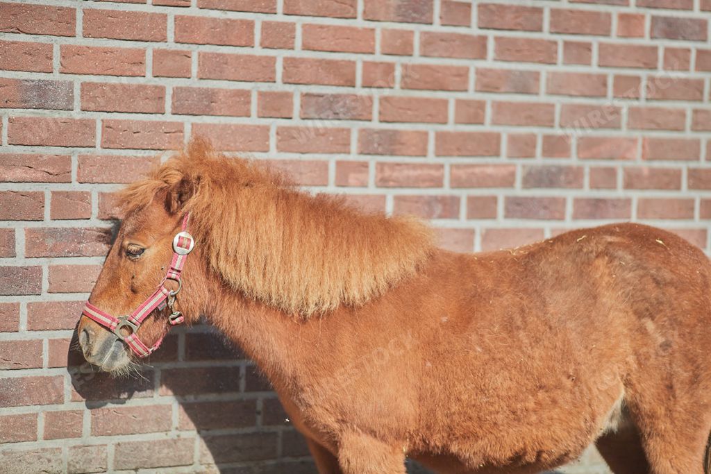 A beautiful shot of a brown Noma horse standing by a red brick wall in bright sunlight