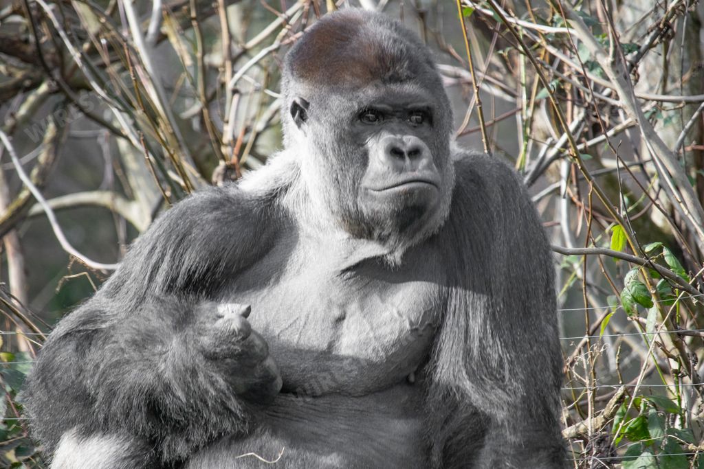 A closeup shot of a gorilla  making a fist