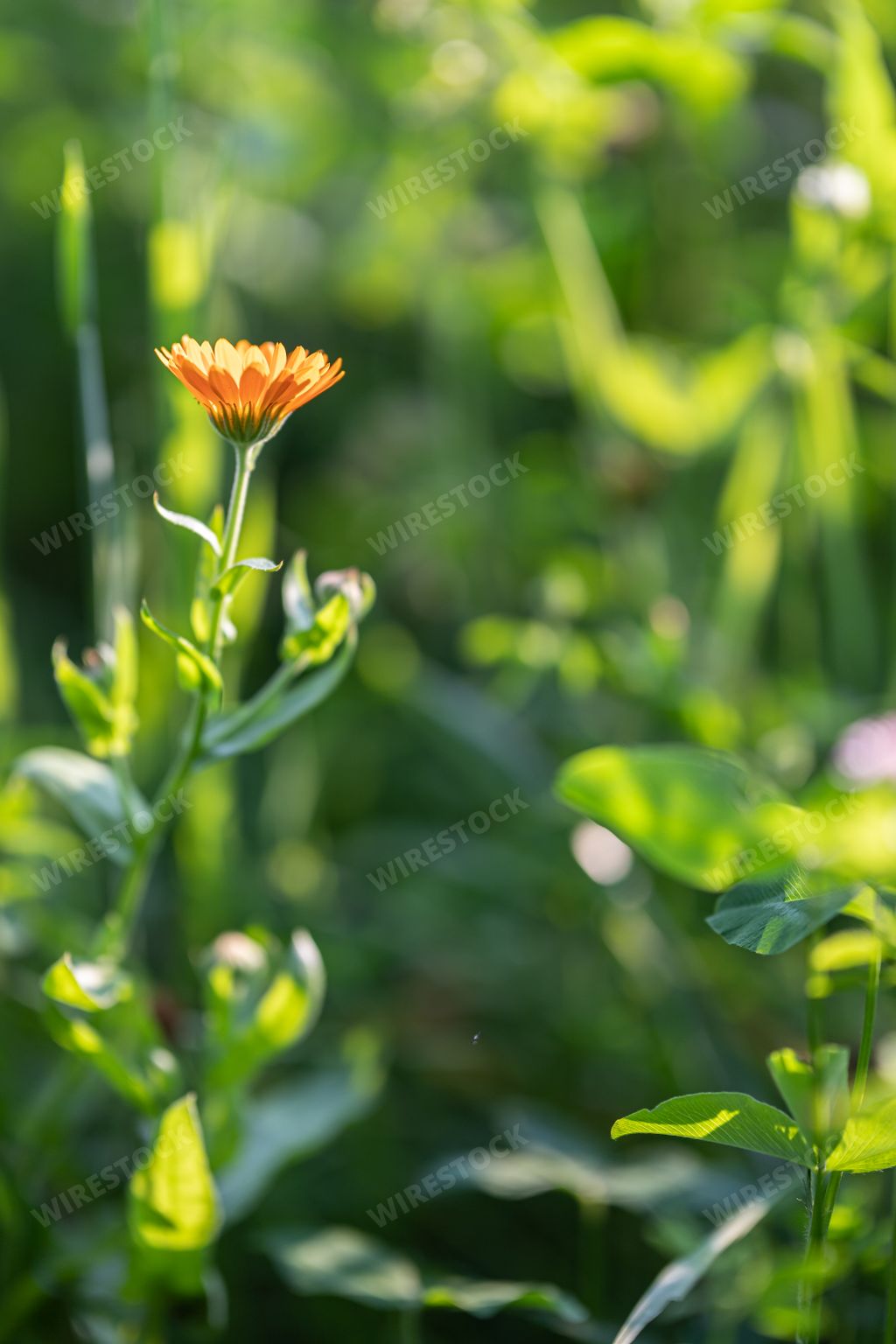 A closeup shot of a delicate poppy flower in a field with bokeh lights